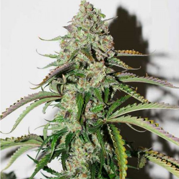 Auto Colorado Cookies Feminised seeds