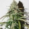 Auto Colorado Cookies Feminised seeds