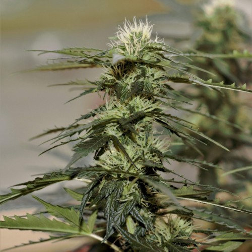 Auto Daiquiri Lime Feminised seeds