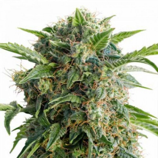 Auto Daiquiri Lime Feminised seeds
