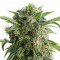 Auto Daiquiri Lime Feminised seeds