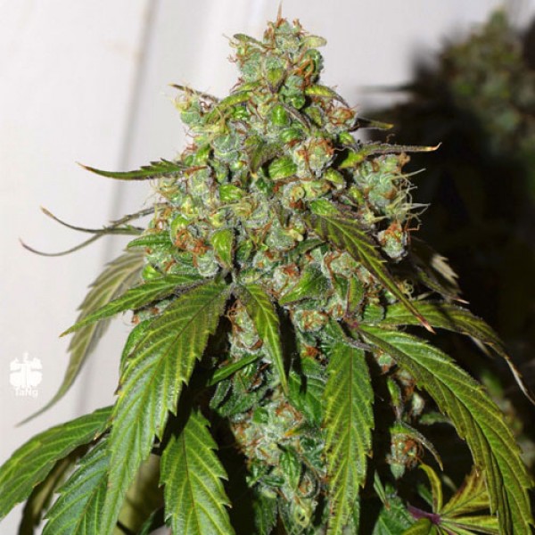 Auto Daiquiri Lime Feminised seeds