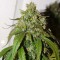 Auto Daiquiri Lime Feminised seeds