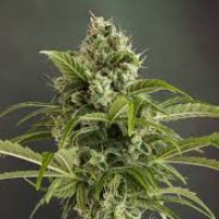 Auto Euforia Feminised seeds