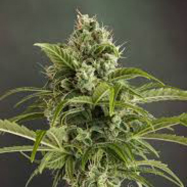 Auto Euforia Feminised seeds