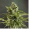 Auto Euforia Feminised seeds