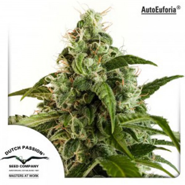 Auto Euforia Feminised seeds