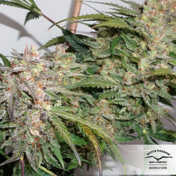 Glueberry O.G. Feminised seeds