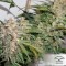 Glueberry O.G. Feminised seeds