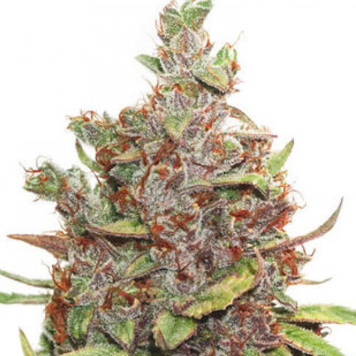 Glueberry O.G. Feminised seeds