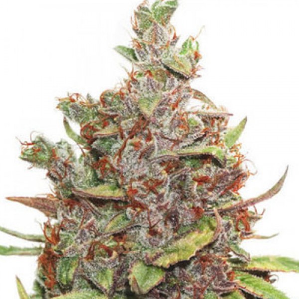 Glueberry O.G. Feminised seeds