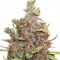 Glueberry O.G. Feminised seeds