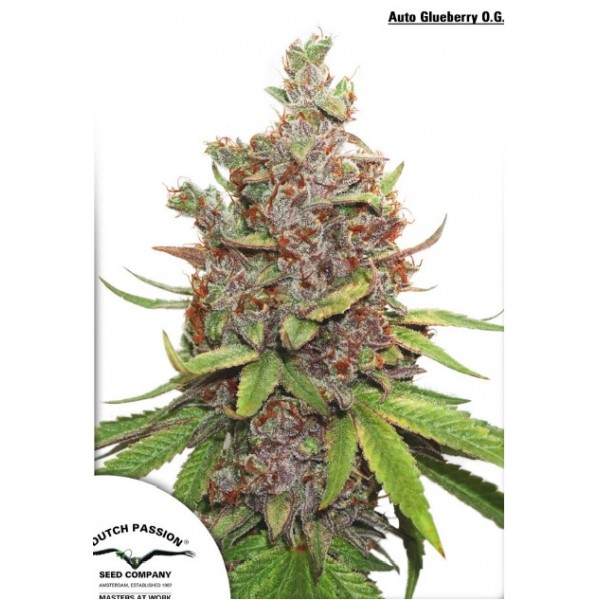 Glueberry O.G. Feminised seeds