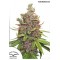 Glueberry O.G. Feminised seeds