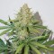 Auto Glueberry O.G. Feminised seeds