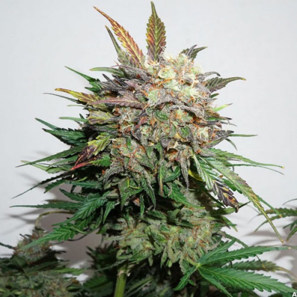 Auto Glueberry O.G. Feminised seeds