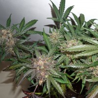 Auto Glueberry O.G. Feminised