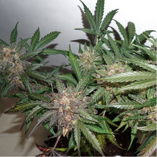 Auto Glueberry O.G. Feminised seeds