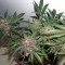 Auto Glueberry O.G. Feminised seeds