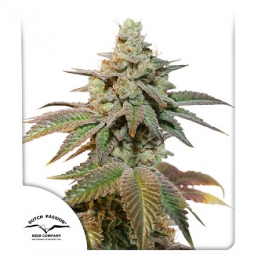 Auto Kerosene Krash Feminised seeds