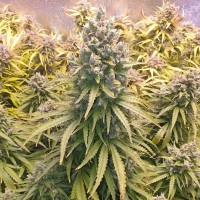 Auto Lemon Kix Feminised seeds