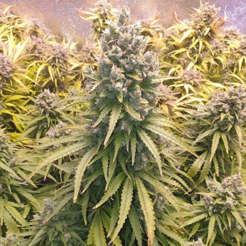 Auto Lemon Kix Feminised seeds