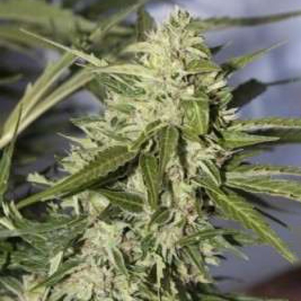 Auto Mazar Feminised seeds