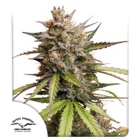 Auto Melonade Runtz Feminised seeds