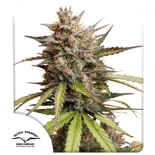 Auto Melonade Runtz Feminised seeds
