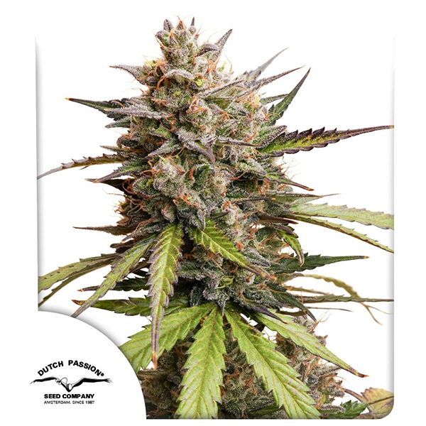 Auto Melonade Runtz Feminised seeds