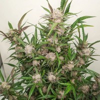 Auto Mimosa Punch Feminised seeds