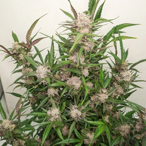 Auto Mimosa Punch Feminised seeds