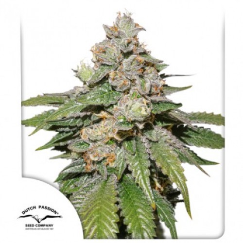 Auto Mokum's Tulip Feminised seeds