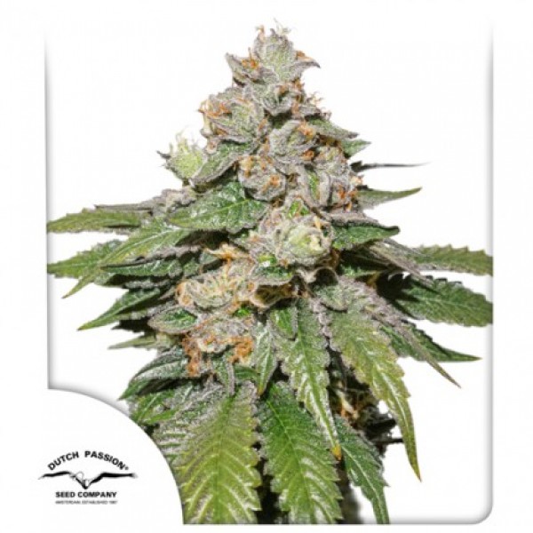 Auto Mokum's Tulip Feminised seeds
