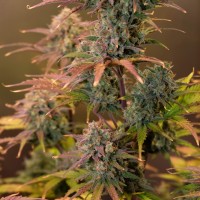 Auto Night Queen Feminised seeds