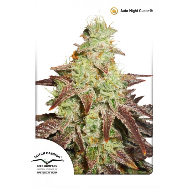 Auto Night Queen Feminised seeds