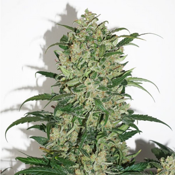 Auto Night Queen Feminised seeds