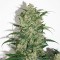 Auto Night Queen Feminised seeds
