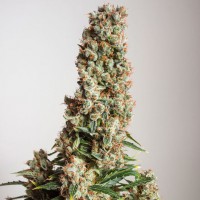 Насіння Auto Orange Bud Feminised