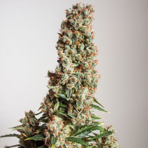 Auto Orange Bud Feminised seeds