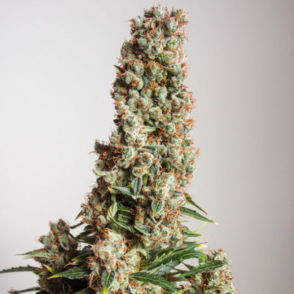 Auto Orange Bud Feminised seeds
