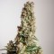 Auto Orange Bud Feminised seeds