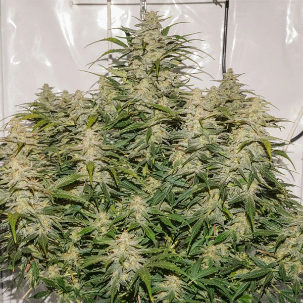Auto SFV OG Feminised seeds