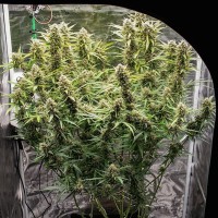 Auto Skywalker Haze Feminised