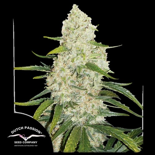 Auto Think Big Feminised seeds