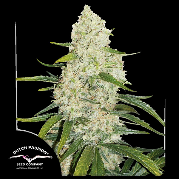 Auto Think Big Feminised seeds