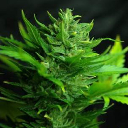 Auto Think Different Feminised seeds