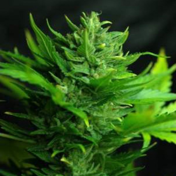 Auto Think Different Feminised seeds