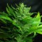 Auto Think Different Feminised seeds