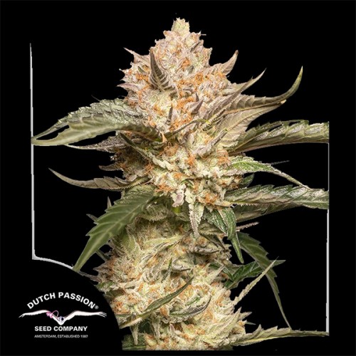 Auto Trichome & Cream Feminised seeds